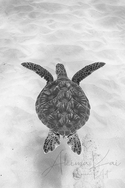 Underwater photography honu makua black and white