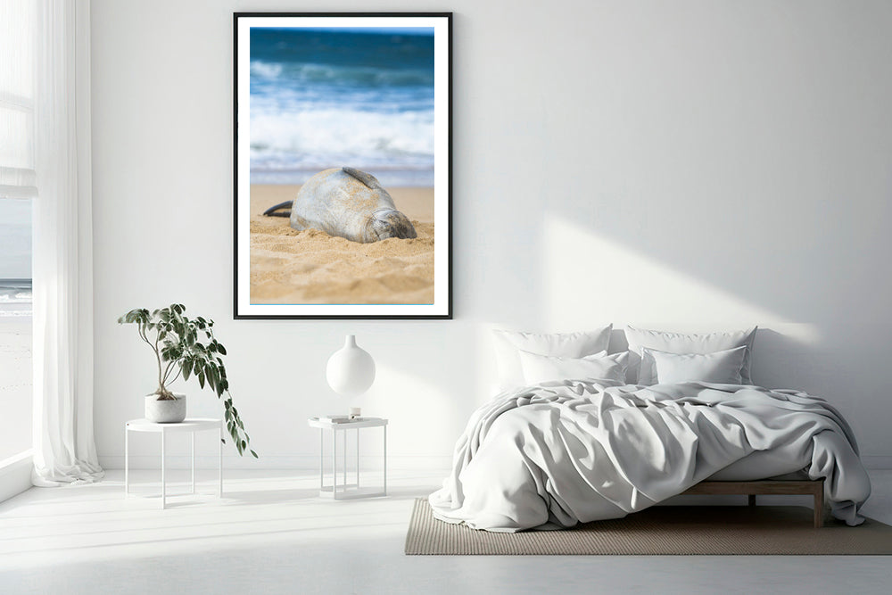 
                  
                    Hawaiian monk seal Photography bedroom
                  
                