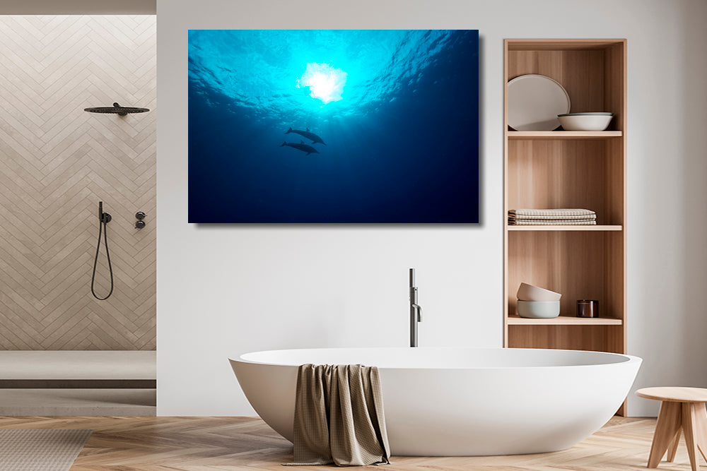 
                  
                    Symphony dolphin photography bathroom
                  
                