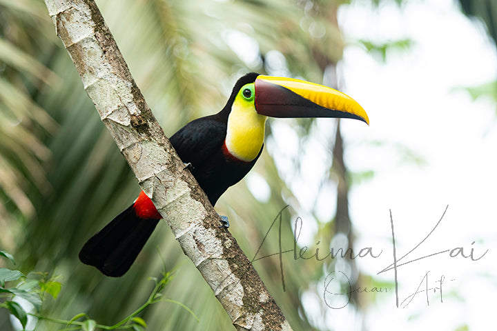 Bird photography toucan