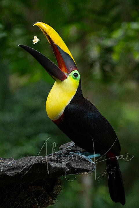 Bird photography toucan dorake