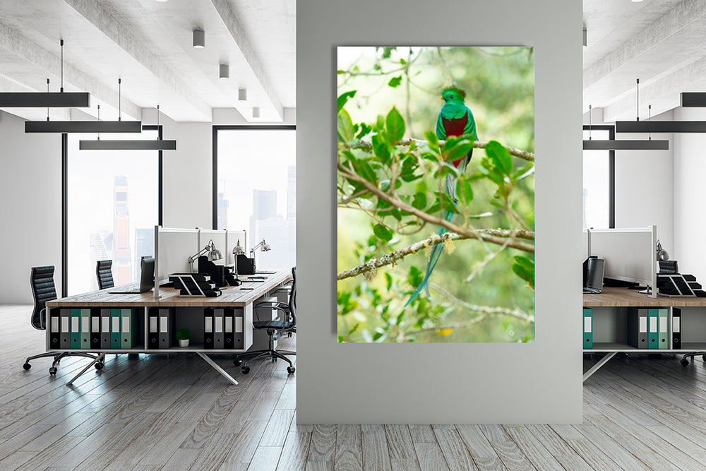 
                  
                    Quetzal bird photography office
                  
                