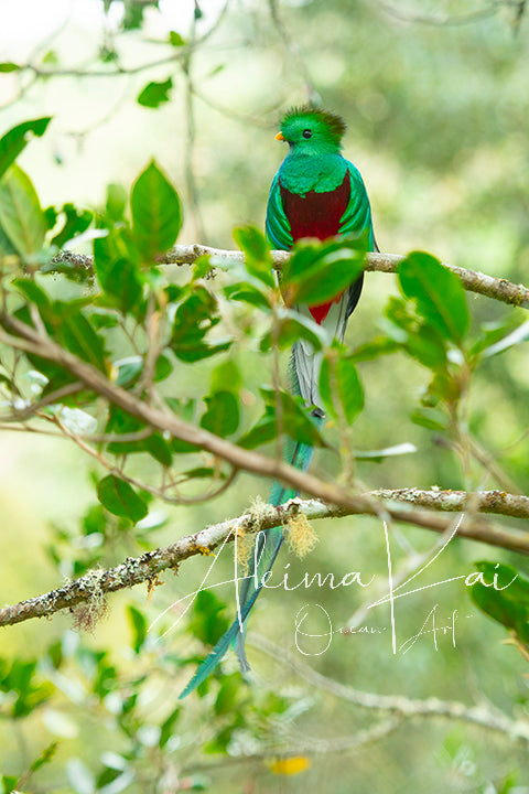 Bird photography Quetzal　