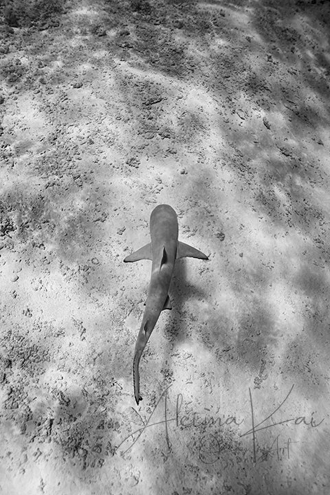 Undrrwater photography tahiti Ma'o Mauri black and white