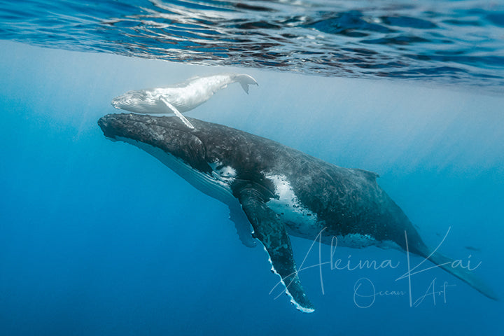 Underwater photography whale smallest baby
