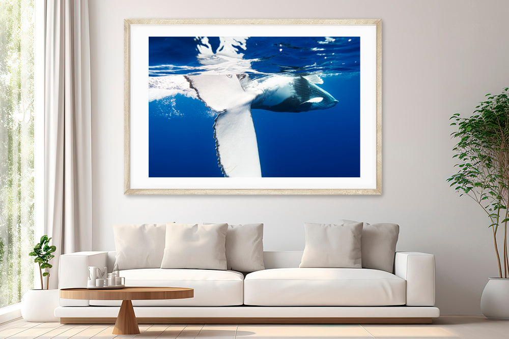 
                  
                    playing whale photography living room
                  
                