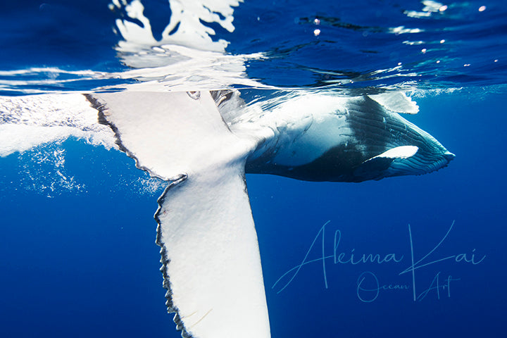 
                  
                    Undundererwater photography whale baby tail
                  
                