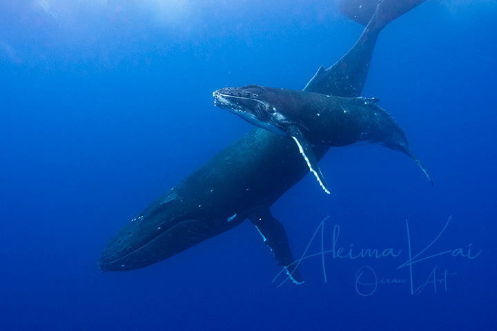 Underwater photography whale indigo