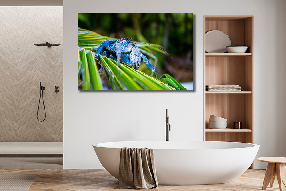 
                  
                    Coconut crab photography bathroom
                  
                