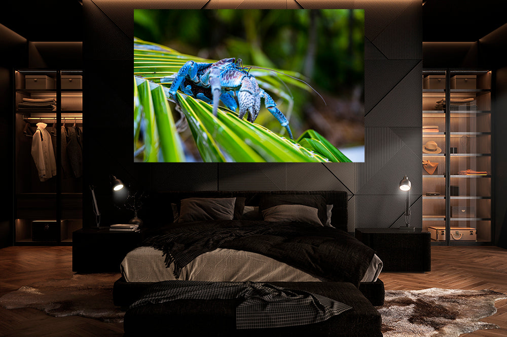 
                  
                    Coconut crab photography bedroom
                  
                