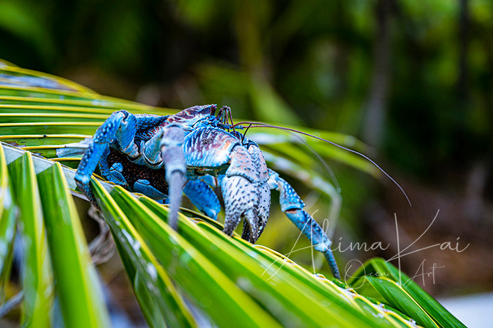 Island photography coconut crab