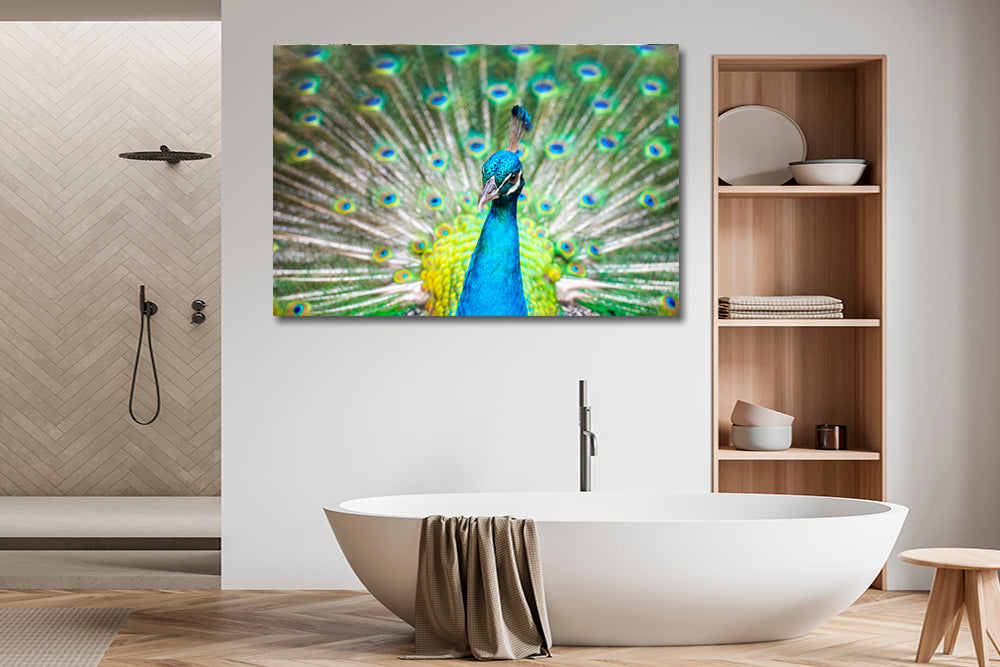 
                  
                    Peacock photography bathroom
                  
                