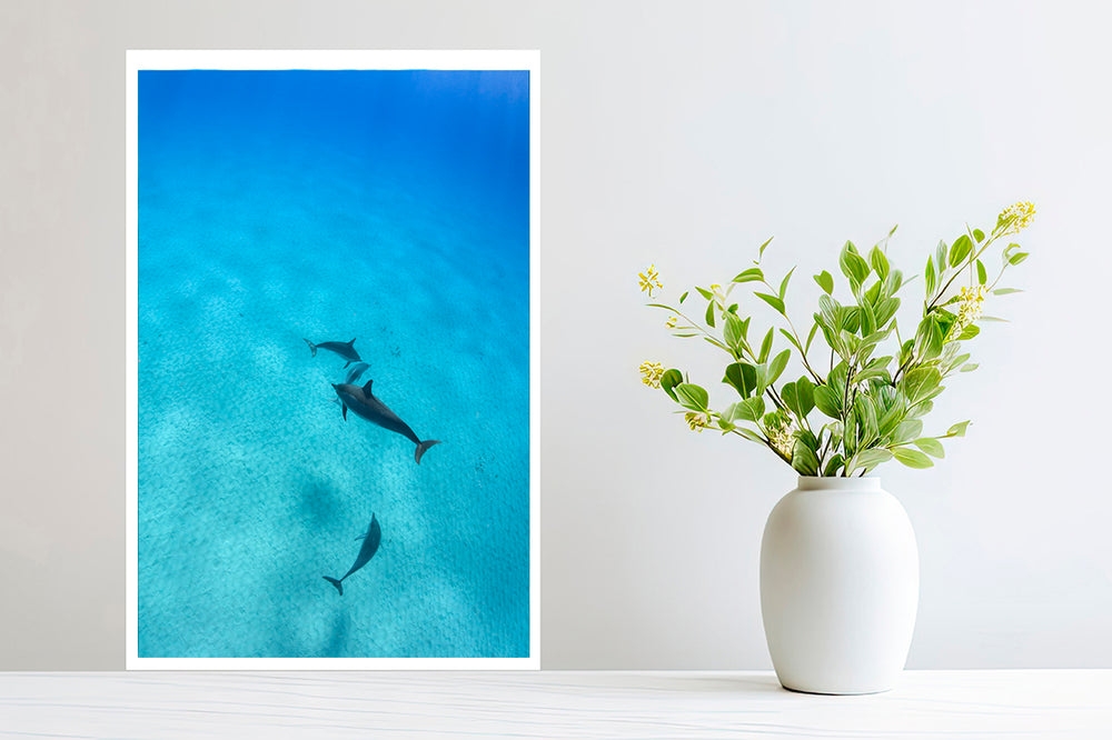 
                  
                    Sky Dolphins photography small print
                  
                