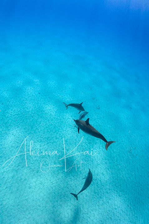 Underwater photography hawaii dolphin float