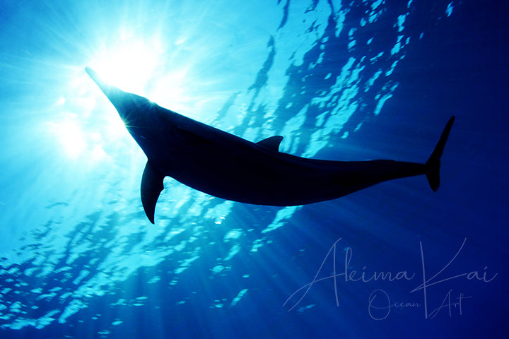 Underwater photography hawaii dolphin with light