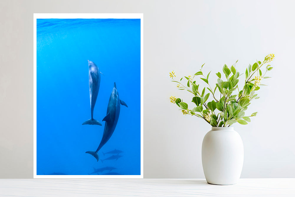 
                  
                    Hawaii dolphin photography small print
                  
                