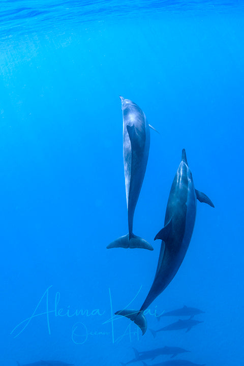 underwater photography two hawaii spinners dolphins