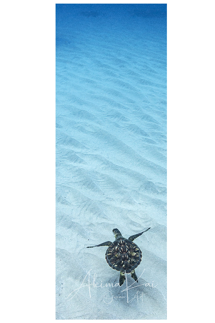 Underwater photography sea turtle clear shell
