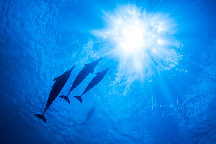 Underwater photography under the dolphins