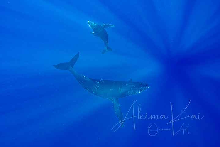 
                  
                    Whale Tales | Pacific Ocean Underwater Photography
                  
                