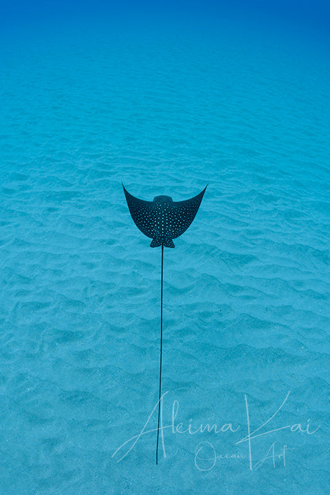 Hawaii underwater photography ray