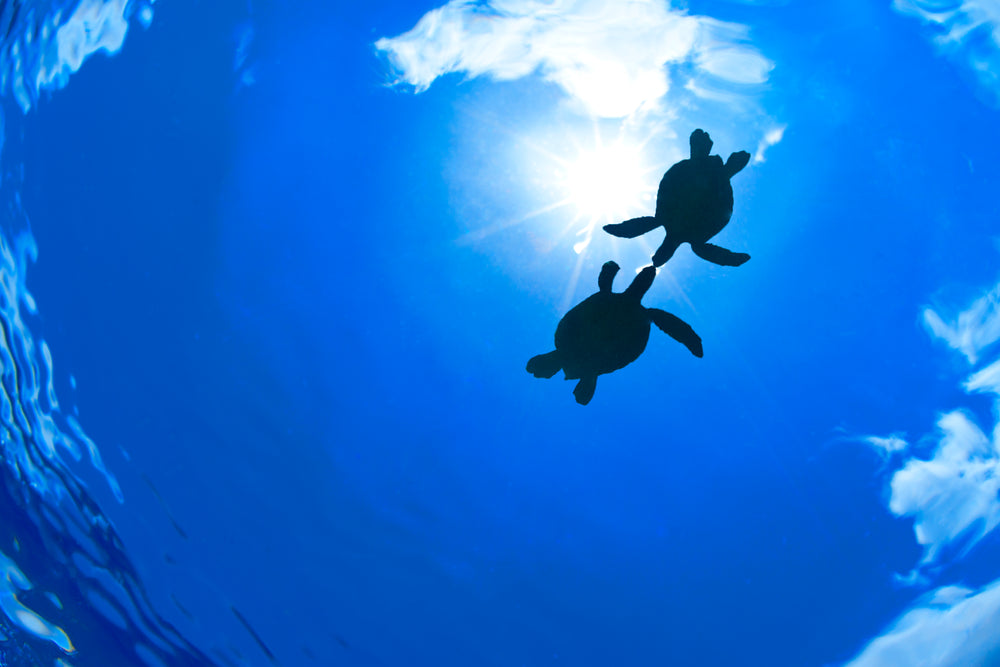 hawaii underwater photography honu friends